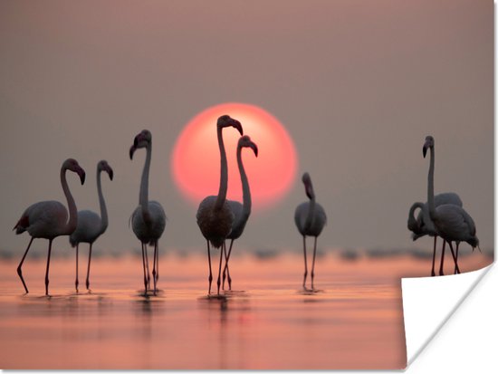 Poster - Fotolijst - Flamingo - Zon - Roze - Vogel - Tropisch - Kader - 40x30 cm - Poster met lijst - Foto in lijst - Poster dieren - Poster flamingo - Wanddecoratie