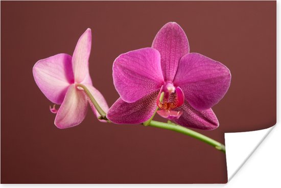 Poster Bloemen - Orchideeën - Roze - 30x20 cm
