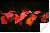 Poster Les feuilles rouges sur fond noir 180x120 cm - Tirage photo sur Poster (décoration murale salon / chambre) XXL / Groot format!