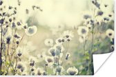 Witte bloemen in veld Poster 120x80 cm - Foto print op Poster (wanddecoratie woonkamer / slaapkamer) / Bloemen Poster