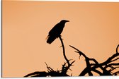 WallClassics - Dibond - Silhouette van een Raaf Vogel op Takken - 75x50 cm Foto op Aluminium (Wanddecoratie van metaal)