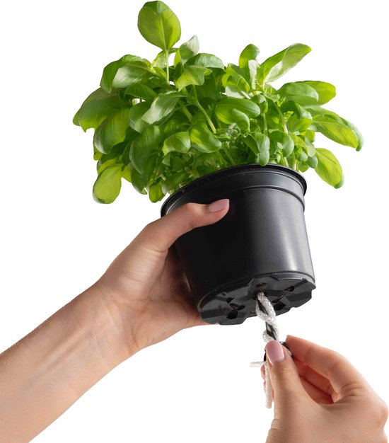 Handen houden een pot met basilicumplant, met touwtje voor bewatering.
