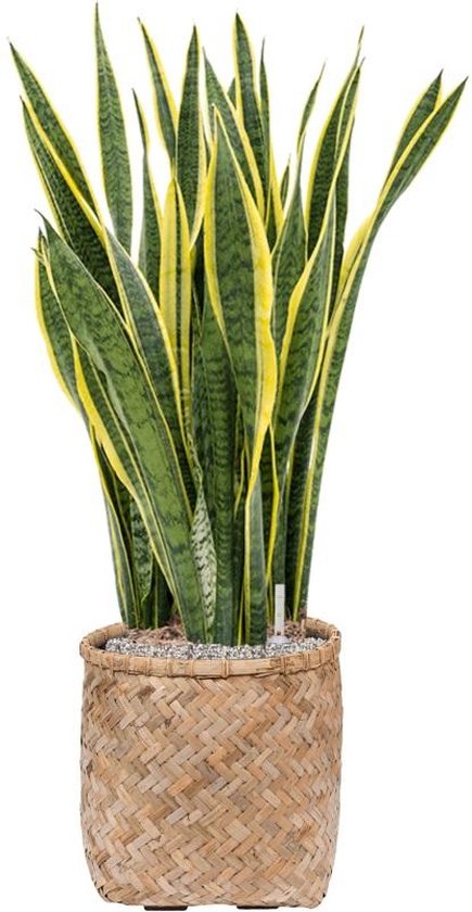 Sansevière - gemakkelijk te verzorgen kamerplant, Sansevieria