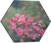 WallClassics - Dibond Hexagon - Roze Bloementakje - 50x43.5 cm Foto op Hexagon (Met Ophangsysteem)