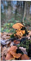 WallClassics - PVC Schuimplaat - Bruine Paddenstoelen in het Bos - 50x100 cm Foto op PVC Schuimplaat (Met Ophangsysteem)