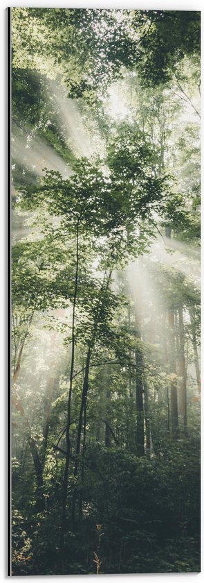 WallClassics - Dibond - Felle Lichtstralen door Greoene Takken van Bomen in Bos - 20x60 cm Foto op Aluminium (Met Ophangsysteem)