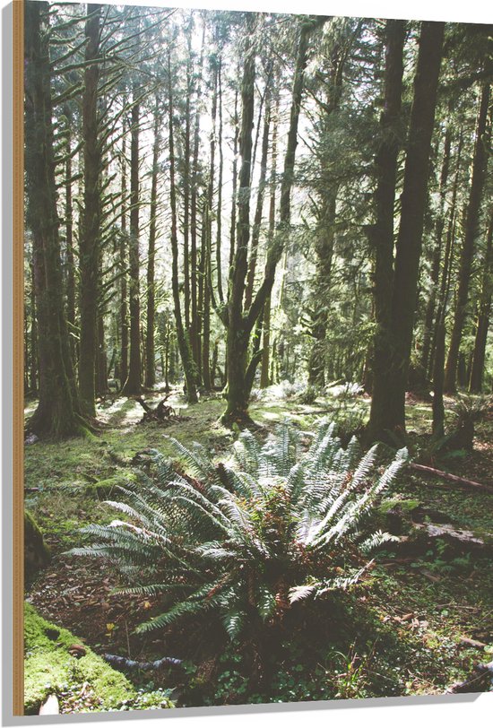 WallClassics - Hout - Grote Groene Varenplant in Bos - 80x120 cm - 12 mm dik - Foto op Hout (Met Ophangsysteem)