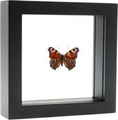 Opgezette Vlinder in Zwarte Lijst Dubbelglas - Aglais io
