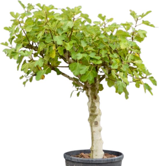 Vijgenboom - Ficus carica - Medium