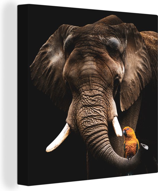 Canvas Schilderij Olifant - Papegaai - Tanden - 50x50 cm - Wanddecoratie