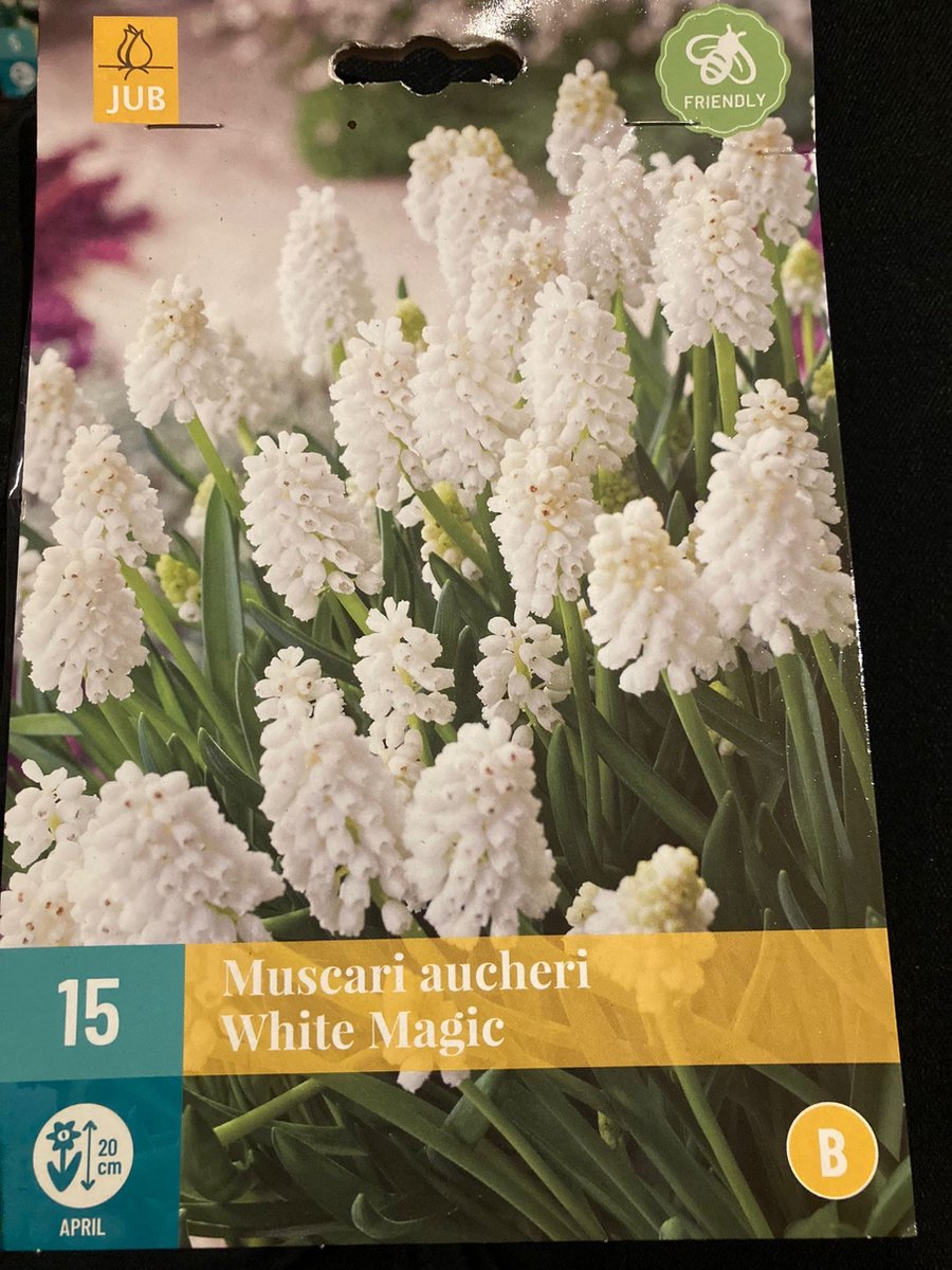 JUB - Muscari White magic
