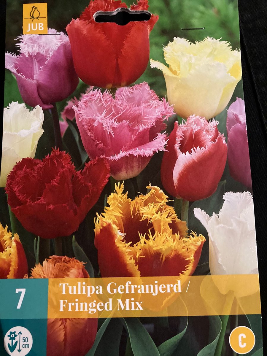 tulipa Gefranjerd / Fringerd Mix