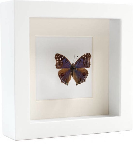 Opgezette Vlinder in Witte Lijst - Junonia Rhadama