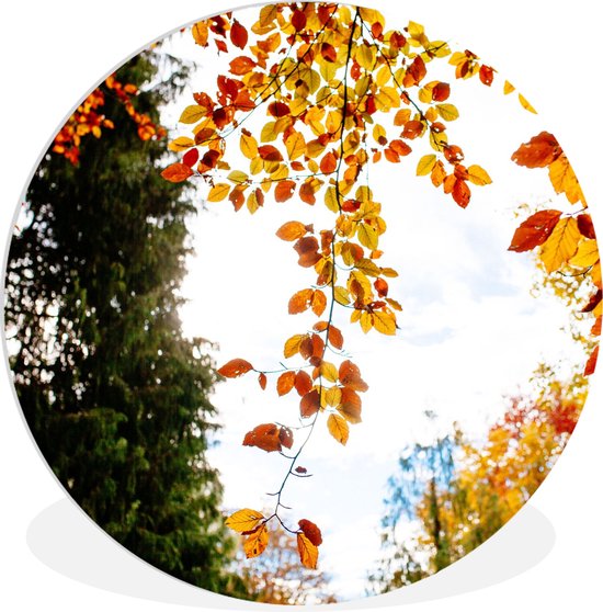 WallCircle - Wandcirkel ⌀ 90 - Herfst - Bladeren - Natuur - Ronde schilderijen woonkamer - Wandbord rond - Muurdecoratie cirkel - Kamer decoratie binnen - Wanddecoratie muurcirkel - Woonaccessoires