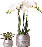 Kolibri Company - Planten set Groove zilver | Set met witte Phalaenopsis orchidee Amabilis Ø9cm en groene plant Succulent Crassula Ovata Ø6cm | incl. zilver keramieken sierpotten