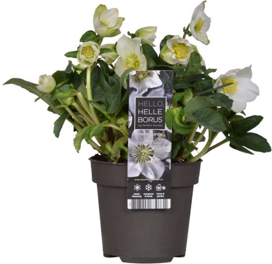 6 x Helleborus 'Christmas Carol' set van 6 Kerstroos planten in 12 cm