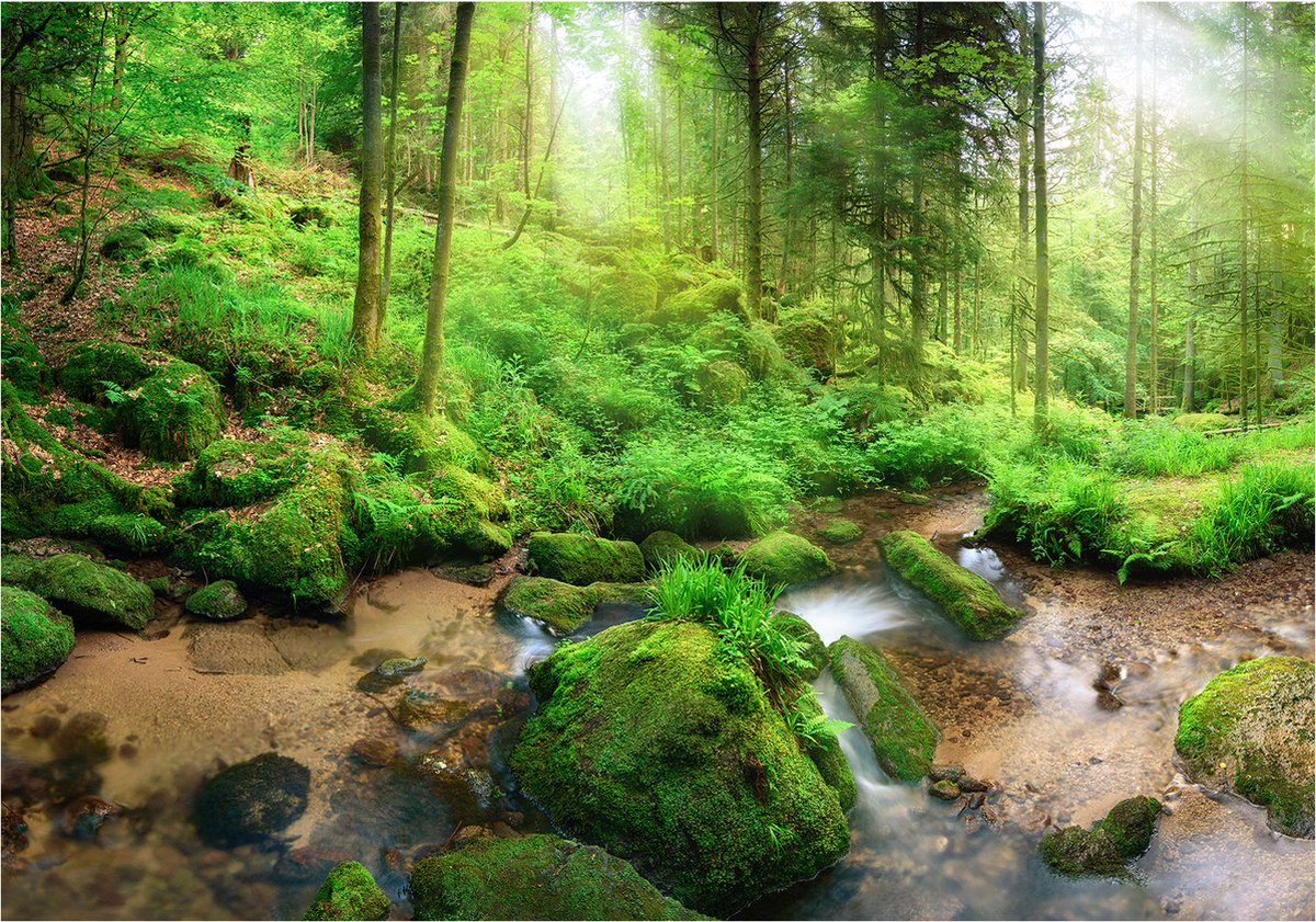 Fotobehangkoning - Behang - Vliesbehang - Fotobehang van het Bos - Humid Forest - 400 x 280 cm