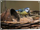 WallClassics - Tuinposter – Pimpelmees Vogel in een Nestje - 80x60 cm Foto op Tuinposter  (wanddecoratie voor buiten en binnen)