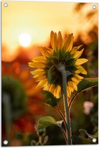 WallClassics - Tuinposter – Zonnebloem van de Achterkant - 50x75 cm Foto op Tuinposter  (wanddecoratie voor buiten en binnen)