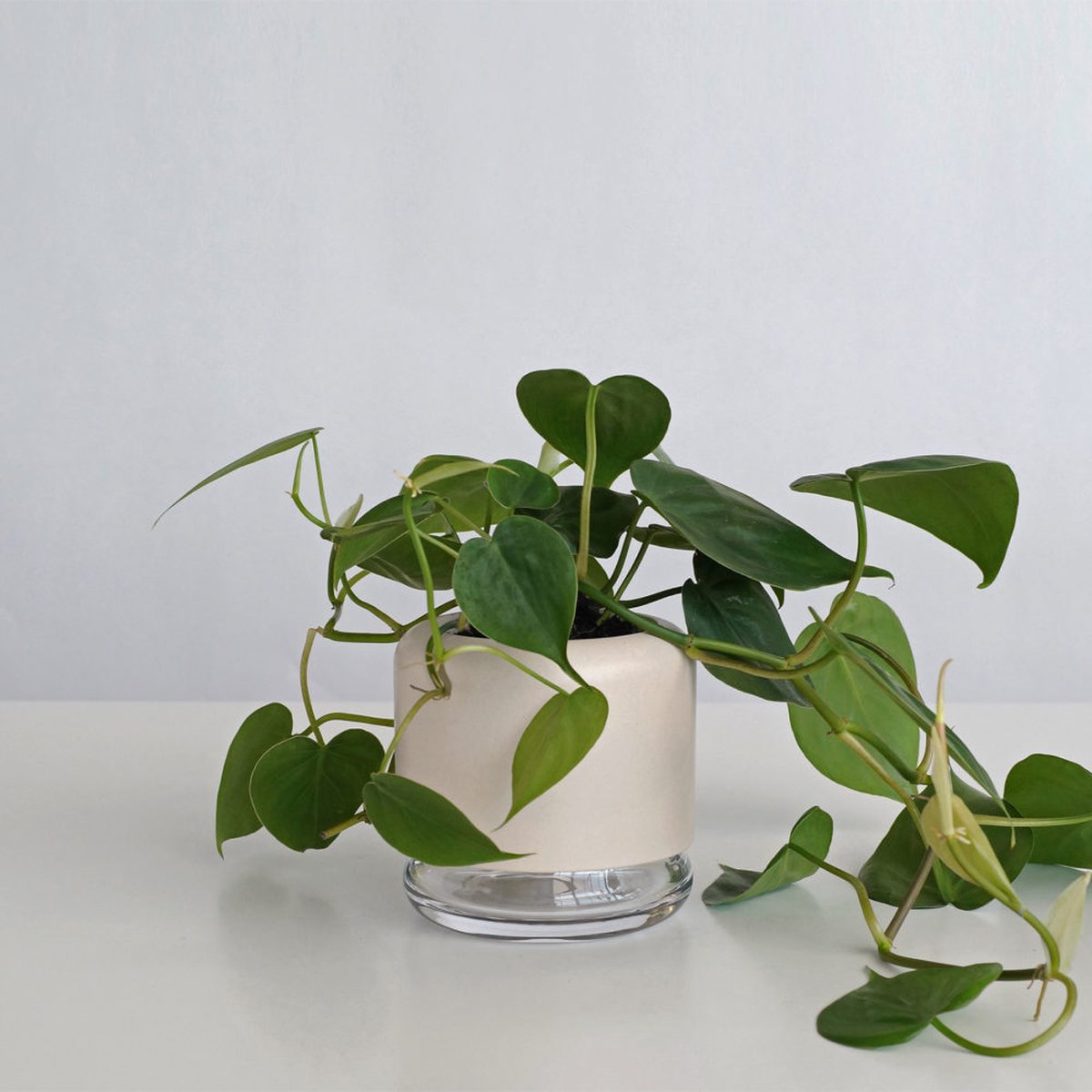 Handgemaakte zelfwaterende plantenpot - bloempot met waterreservoir | Pikaplant Geo h2o | keramiek/glas — cadeau in Wonen & Interieur - foto 6