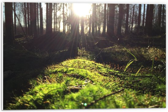 WallClassics - Panneau en mousse PVC – Rayons de soleil du matin à travers la forêt – Photo 60 x 40 cm sur panneau en mousse PVC