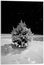 WallClassics - Acrylglas - Wit Besneeuwde Kerstboom in het Donker - 40x60 cm Foto op Acrylglas (Wanddecoratie op Acrylaat)