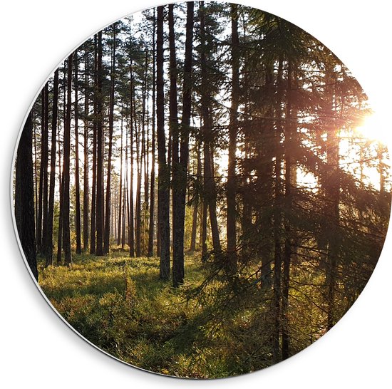 WallClassics - PVC Schuimplaat Muurcirkel - Veel Bomen in het Bos bij Zonsondergang - 40x40 cm Foto op Muurcirkel (met ophangsysteem)