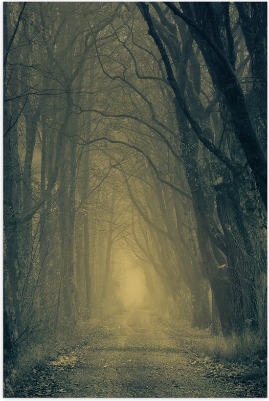 WallClassics - Poster Glanzend – Mist op Bospad Omringd door Bomen - 70x105 cm Foto op Posterpapier met Glanzende Afwerking