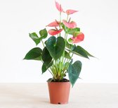 Plantje.nl - Anthurium Andreanum Roze (Flamingoplant) - P12 - Woonkamerplanten