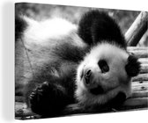 Canvas Schilderij Dierenprofiel rollende panda in zwart-wit - 120x80 cm - Wanddecoratie