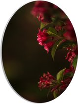 WallClassics - PVC Schuimplaat Ovaal - Roze Bloemen - 30x40 cm Foto op Ovaal  (Met Ophangsysteem)