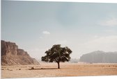 WallClassics - PVC Schuimplaat- Eenzame Boom in Woestijn - 120x80 cm Foto op PVC Schuimplaat
