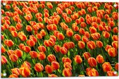 WallClassics - Tuinposter – Close-Up Oranje Tulpen - 75x50 cm Foto op Tuinposter  (wanddecoratie voor buiten en binnen)