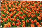 WallClassics - Poster de jardin - Close-Up Tulipes Oranje - 75x50 cm Photo sur Poster de jardin (décoration murale pour l'extérieur et l'intérieur)