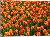 WallClassics - Poster de Jardin - Tulipes Oranje Gros Plan - 80x60 cm Photo sur Poster de Jardin (décoration murale pour l'extérieur et l'intérieur)