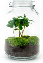 Terrarium - Jar plant - Coffea - ↑ 28 cm - Ecosysteem plant - DIY planten terrarium - Mini ecosysteem - Flessentuin