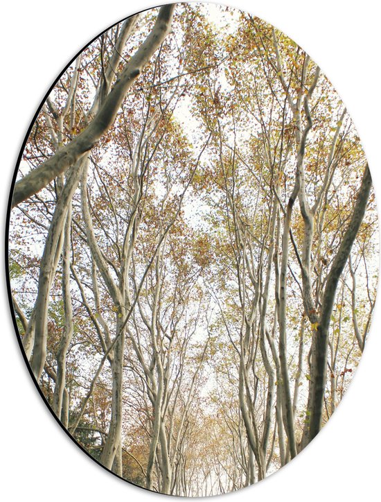 WallClassics - Dibond Ovaal - Lichte Bomen op Pad - 30x40 cm Foto op Ovaal (Met Ophangsysteem)