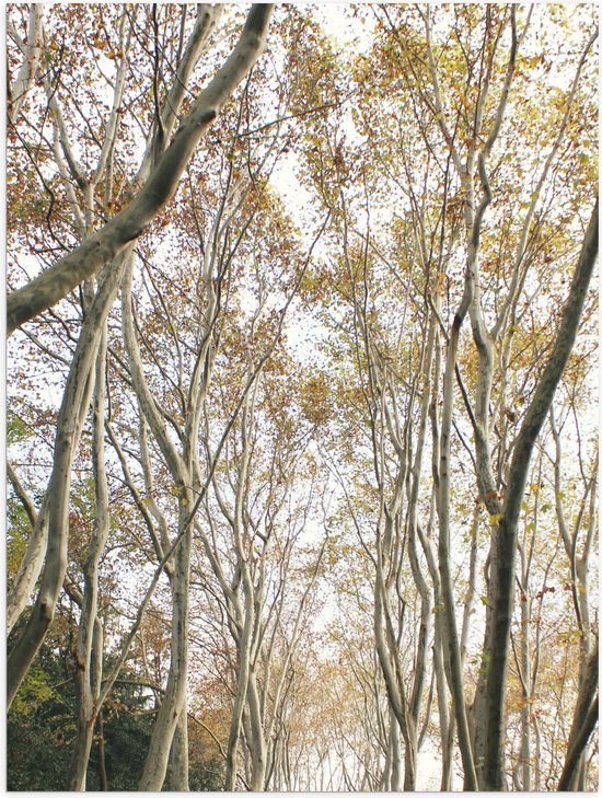 WallClassics - Poster (Mat) - Lichte Bomen op Pad - 30x40 cm Foto op Posterpapier met een Matte look