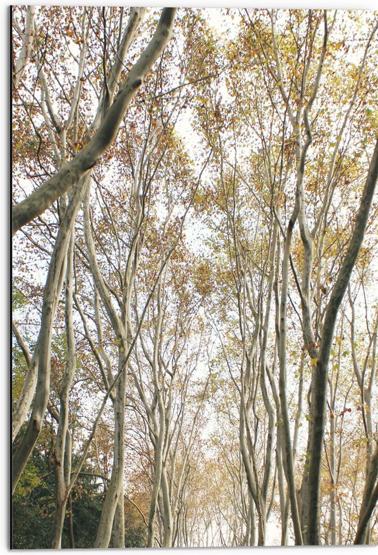 WallClassics - Dibond - Lichte Bomen op Pad - 50x75 cm Foto op Aluminium (Met Ophangsysteem)