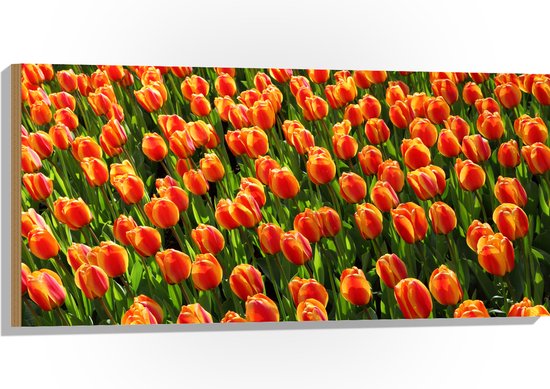 WallClassics - Hout - Close-Up Oranje Tulpen - 100x50 cm - 12 mm dik - Foto op Hout (Met Ophangsysteem)