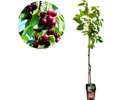 Prunus avium 'Kordia' kersenboom - Hoogte +120cm - 5 liter pot