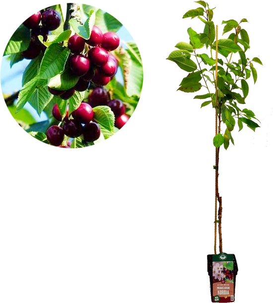 Foto: Prunus avium kordia kersenboom hoogte 120cm 5 liter pot