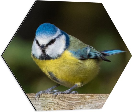 WallClassics - Dibond Hexagon - Pimpelmees Vogel - 50x43.5 cm Foto op Hexagon (Met Ophangsysteem)