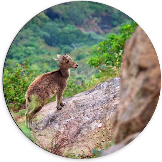 WallClassics - Dibond Muurcirkel - Steenbok op de Berg - 70x70 cm Foto op Aluminium Muurcirkel (met ophangsysteem)