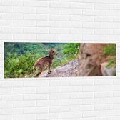 WallClassics - Muursticker - Capricorne sur la Berg - 120x40 cm Photo sur Muursticker