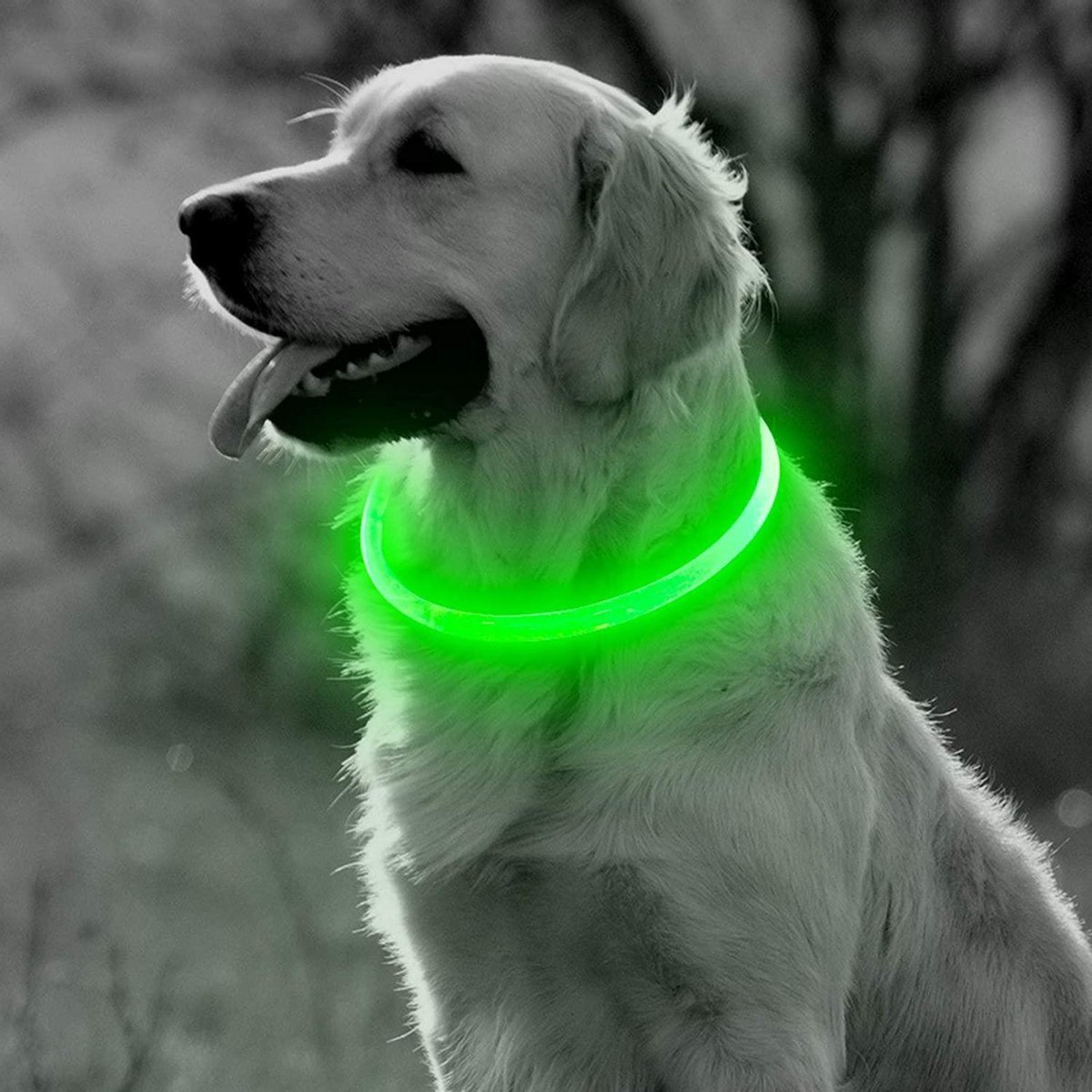 LED Halsband Hond - Lichtgevende Halsband Hond - Groen - 20-70 cm - USB Oplaadbaar - Professor Q