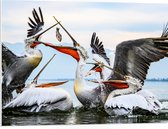 WallClassics - Plaque de Mousse PVC - Pélicans se Battant pour un Poisson - Photo 80x60 cm sur Plaque de Mousse PVC
