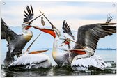 WallClassics - Tuinposter – Pelikanen Vechten om een Vis - 90x60 cm Foto op Tuinposter  (wanddecoratie voor buiten en binnen)