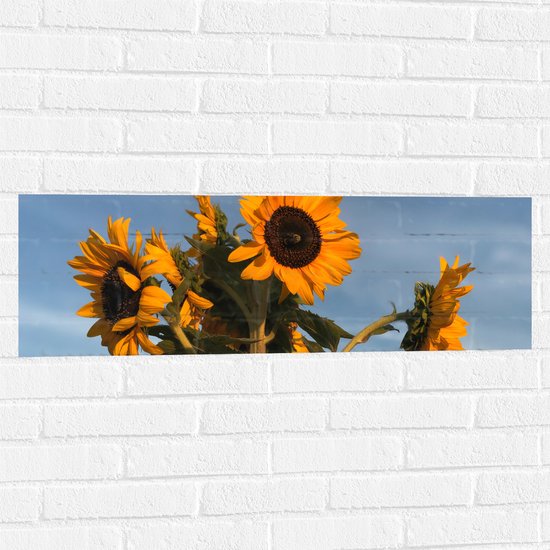 WallClassics - Muursticker - Groepje Zonnebloemen - 90x30 cm Foto op Muursticker