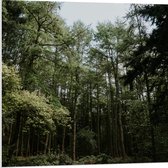 WallClassics - PVC Schuimplaat- Groene Hoge Bomen - 80x80 cm Foto op PVC Schuimplaat